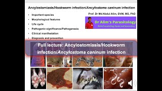 Exploring Deadly Hookworm Infections in Dogs What Every Pet Doctor or Pet Owner Needs to Know [upl. by Brie445]