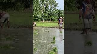 Rice Farming in the Philippines  Transplanting rice seedlings into the rice paddies [upl. by Nedrah799]