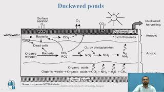 Duckweed ponds [upl. by Hilario]