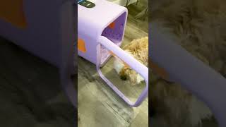 A Must Have for all Shih Tzu Owners  Kitplus Pet Hair Dryer Box [upl. by Lihka]