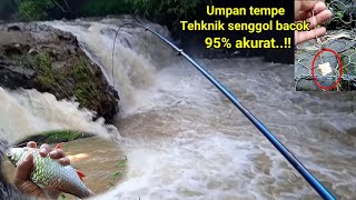 UMPAN TEMPE KOTAK JITU BUAT MANCING TAWES LIAR [upl. by Lorant981]