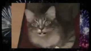 FUNNY CATS SING NEW YEARS  MUST SEE IT [upl. by Collimore]