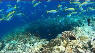 Amilla Maldives Housereef Snorkeling June 2018 [upl. by Eelyr346]