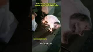 Kucing hamil ini lapar alhamdulillah rejeki bertemu mpus nya 🙇‍♀️StoryRumahKucingBotar animals [upl. by Dickson]