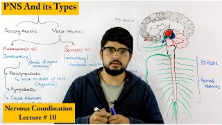 Peripheral Nervous System  PNS [upl. by Uthrop220]