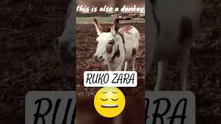 Donkey vs donkeyfunnydonkeyshortsdonkey funny videos for kidfunniest videos everdonkeysinging [upl. by Keare]