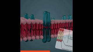 Phospholipid Bilayer… [upl. by Alyos]