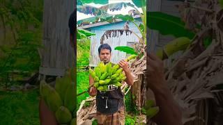 Malaysias banana trees are growing amazing bananasviralshortpalmgardenpalmtreebananafishing [upl. by Dranyar]