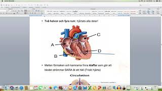 Hjärtats struktur [upl. by Marlee]
