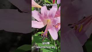 상사화 💝 resurrection lily [upl. by Aline]