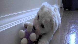 Bichon Frise Puppy Playing First Week HomePlaying with his Dog Brother [upl. by Drucy]