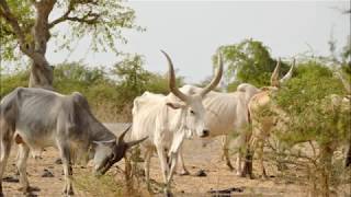 Sénégal  Les Parcs Nationaux et Réserves [upl. by Leafar]