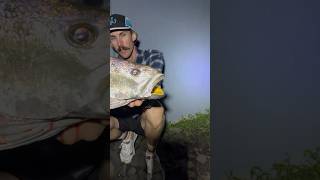 Mulloway👻 fishing mulloway fish jew jewfish shorts [upl. by Gewirtz]