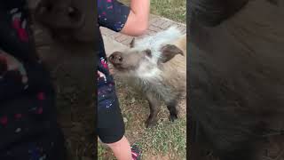 Petting a bushpig [upl. by Natal]