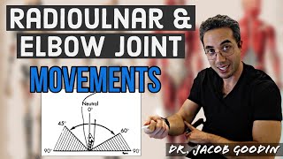 Elbow amp Radioulnar Anatomy Joint Movements [upl. by Vtehsta754]