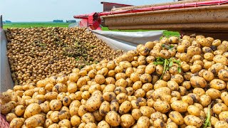 How Harvest Thousand Tons of Potato with Modern Machine  Potato chipFrench fries Making in Factory [upl. by Hgielsa]