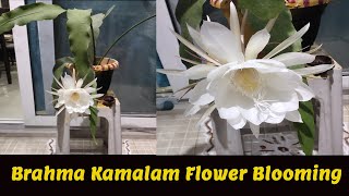 Brahma Kamalam Flower Blooming [upl. by Alissa]