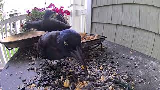 Lone Grackle being picky [upl. by Anah]