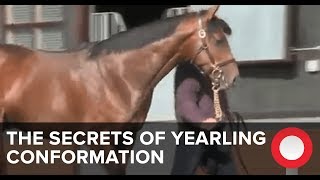 The Secrets of Yearling Conformation [upl. by Conney]