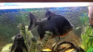 Update video large fresh water tank red belly pacu red hump earth eater [upl. by Okkin209]