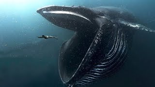 10 BIGGEST Ocean Creatures In The World [upl. by Eedyaj]