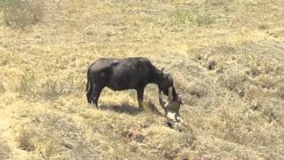 Ngorongoro Crater Lion Kills Buffalo [upl. by Zwick]