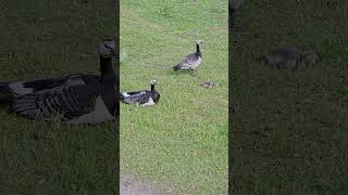 Barnacle geese with chicks Skøyen Norway norway geese goslings [upl. by Anselm]