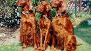 IRISH SETTER PUPPIES by Eduardo Durán Haedo [upl. by Lisbeth]