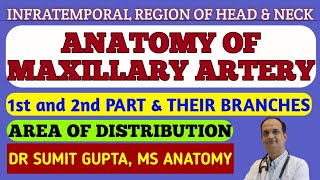 MAXILLARY ARTERY  1st and 2nd part  Branches [upl. by Chelsea]