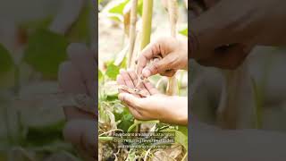 How Fava Beans Are Revolutionizing Sustainable Farming and Soil Health [upl. by Llehsam]