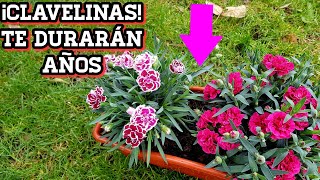 Clavelinas siempre hermosas con estos cuidados 💐 Cuidar Clavel chino en maceta Dianthus clavelin [upl. by Inohtna]