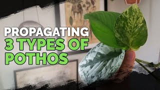 Propagating 3 Types of Pothos via Water Cuttings Foolproof Method 🌱 [upl. by Wyly]