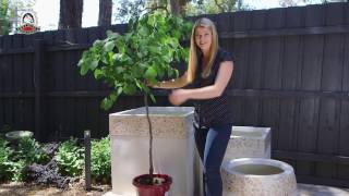 How to grow eggplants in containers [upl. by Mot]