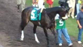 Zenyatta Dancing in the Paddock Before her 18th Race [upl. by Salkin730]