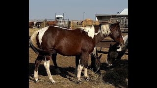 Catz Freckled Lady  2022 Filly  Free Movement [upl. by Nevaeh627]