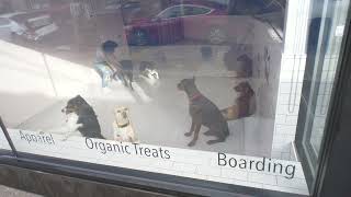 DOZO DOG A DOG DAYCARE ASTORIA IN NEW YORK [upl. by Ocinom309]