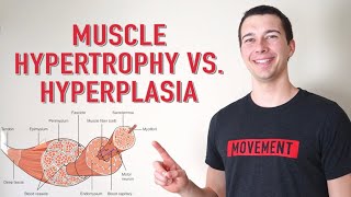 Muscle Hypertrophy vs Hyperplasia  How Muscle Grows [upl. by Marty]