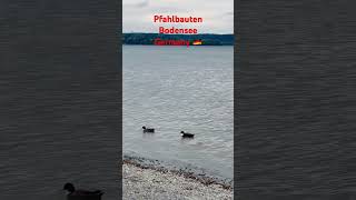 Exploring PfahlbautenBodensee Germany happy travel germany bodensee Pfahlbauten lake [upl. by Alegna575]