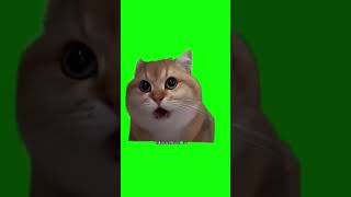 Cat Surprised While Eating Green Screen  Yemek Yerken Şaşıran Kedi Yeşil Perde shorts [upl. by Pasho465]