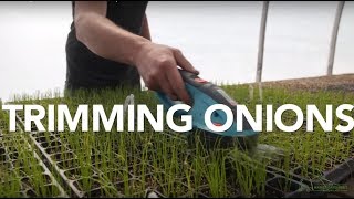 Trimming Onions Starts For Transplant [upl. by Annodal]