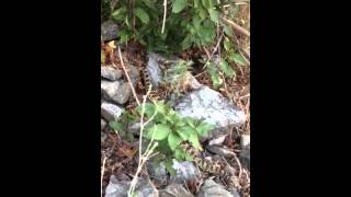 Great Basin Rattlesnake Farmington Utah [upl. by Simdars436]