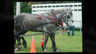 Draft Horse Show  GeeHawHoBrooklyn AG Days 2010 [upl. by Mosi]