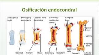 Osificacion  Histologia [upl. by Cuttler217]