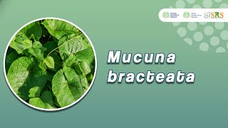 Mucuna Bracteata [upl. by Ahsinyt]