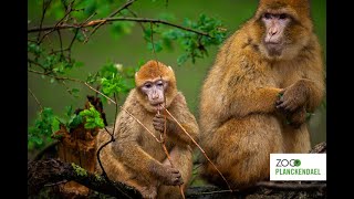 Welkom in ZOO Planckendael familie berberapen 🐵 [upl. by Zrike]