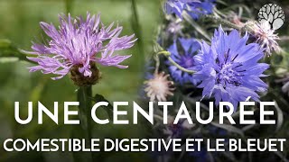 La centaurée et le bleuet [upl. by Kaile]