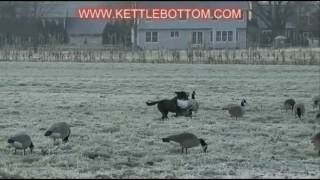 Kettlebottom Classic  Goose Hunting [upl. by Eytak]