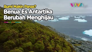 Benua Antartika Menghijau Hamparan Es Berubah Jadi Ladang Lumut [upl. by Einittirb]