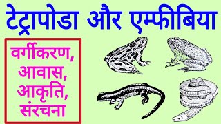 All about Amphibians  मेंढ़क टोड सैलामेंडर आदि का चित्र  Tetrapoda and Amphibia in hindi [upl. by Aken167]