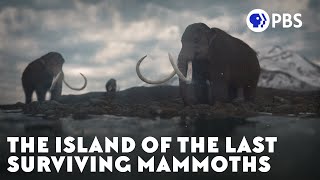 The Island of the Last Surviving Mammoths [upl. by Eornom394]